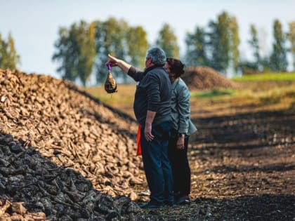 Почте 3 миллиона сахарной свеклы уже собрали в Липецкой области