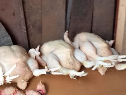 Липецкая область увеличивает экспорт мясной продукции