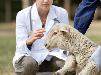 ОСПА ОВЕЦ И КОЗ