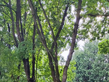 Ветер повалил дерево на улице Космонавтов на автомобили