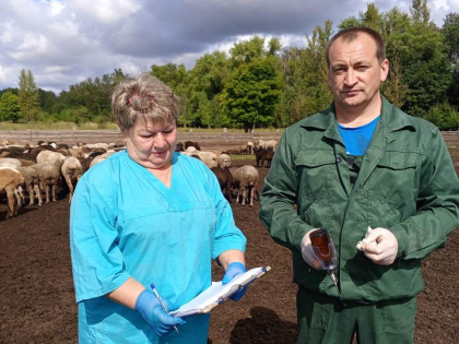 ЗАЩИТА ОТ СИБИРСКОЙ ЯЗВЫ – ВАКЦИНАЦИЯ