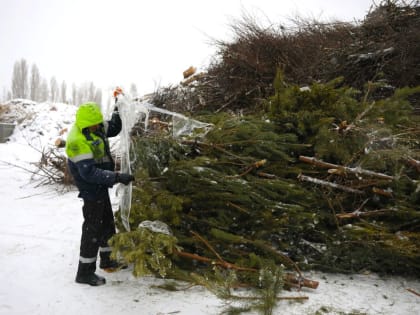 Новогодние ёлки в Липецке превратят в щепки