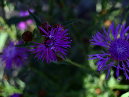 Антициклон принесет в Липецкую область потепление до +21 и без дождей в четверг
