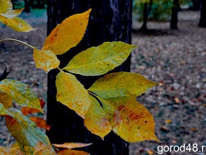 В Липецкой области ветрено и до +16