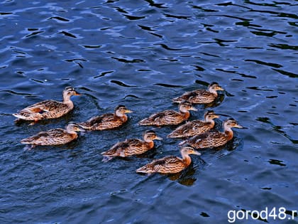 Ленто возвращается: в Липецкой области сухо и до +26