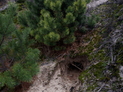 ЗАВЕРШЕНИЕ РАБОТЫ ПО РАСКЛАДКЕ ОРАЛЬНОЙ ВАКЦИНЫ ПРОТИВ БЕШЕНСТВА