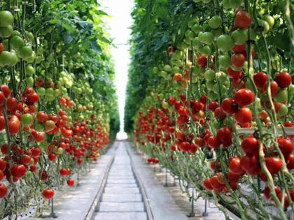 В тепличных комплексах Липецкой области Россельхознадзор установил ловушки на томатную моль