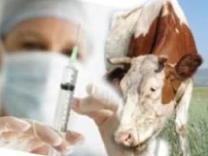 ОСТОРОЖНО! Сибирская язва