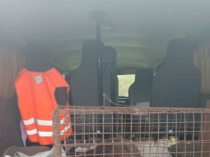 Испуганного бобра в подвале дома под Липецком поймали сотрудники охотнадзора