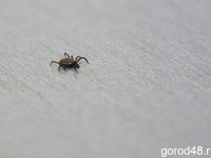 В Липецкой области от укусов клещей пострадали 3557 человек