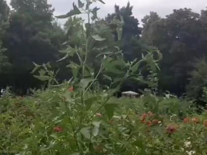 Цветочный сад в Липецке превратился в сорняковый