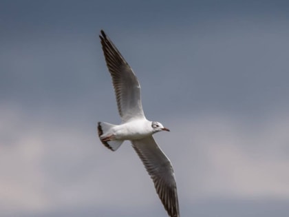 Липецким охотникам разрешат отстреливать чаек