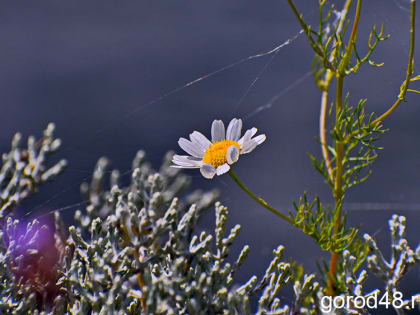 Атмосферные фронты принесут в Липецкую область небольшие дожди и туман, днем ненадолго потеплеет