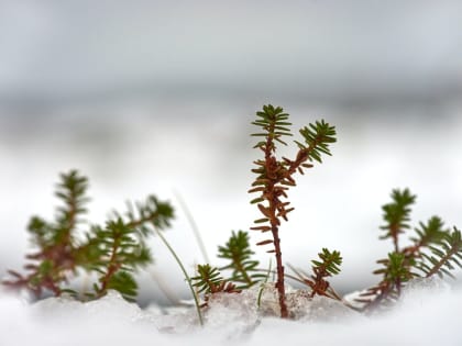 Доброе утро, липчане! Сегодня Татьянин день
