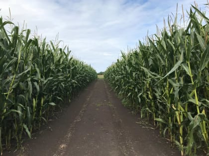 В Липецкой области открыли «Центр экспертизы» растений