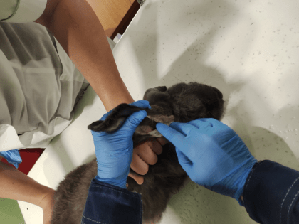 ЧАЩЕ ПРОВЕРЯЙТЕ УШИ КРОЛИКОВ