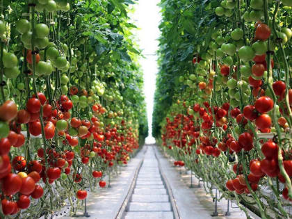 Липецкая область побила собственный годовой рекорд по производству тепличных овощей