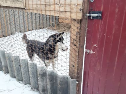 Условия содержания липецких бездомных животных в тамбовском приюте проверили специалисты