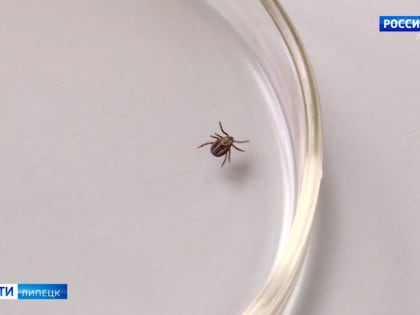 106 детей и 118 взрослых покусали клещи в Липецкой области за неделю