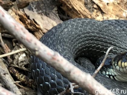 64-летнего липчанина укусила за ногу ядовитая змея