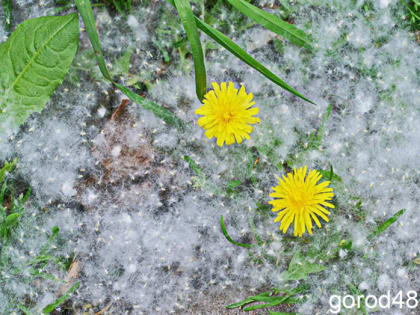 В Липецкой области завтра днем небольшой дождь и до +24