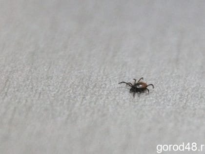 224 снятых с жителей Липецкой области клеща оказались заразными