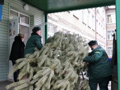 Готовят следующую партию деревьев для украшения православных храмов перед Рождеством