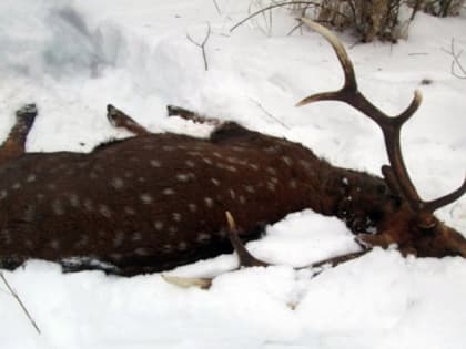 В Липецкой области браконьеры застрелили оленя