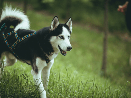 В ЛИПЕЦКОЙ ОБЛАСТИ НА 96 % СНИЗИЛОСЬ КОЛИЧЕСТВО СЛУЧАЕВ БЕШЕНСТВА