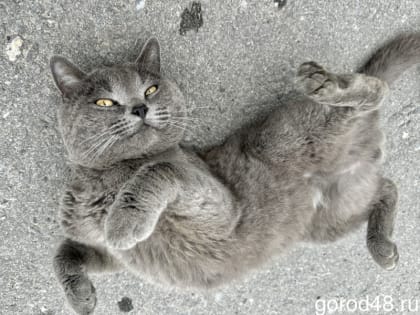 В Липецкой области выявили 12 очагов бешенства