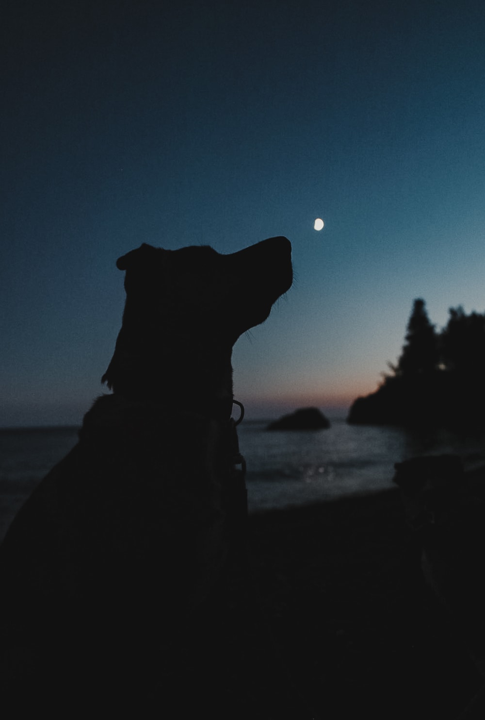 A dog silhouetted against the last light and rising moon over Lake Superior