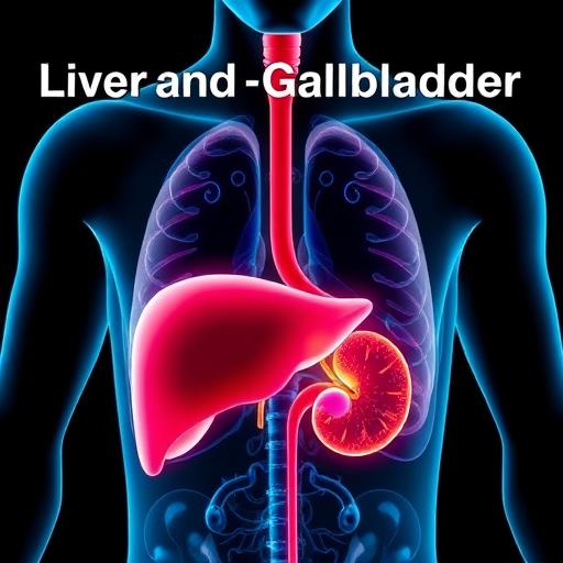 Как проверить печень и желчный пузырь: полный гид по диагностике