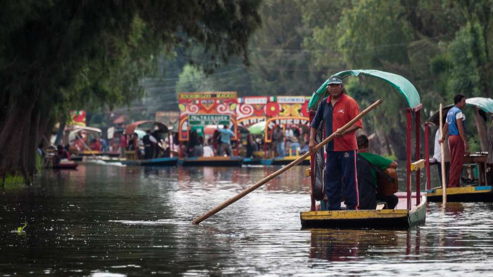 Large trees on the banks of Xochimilco's "floating gardens."