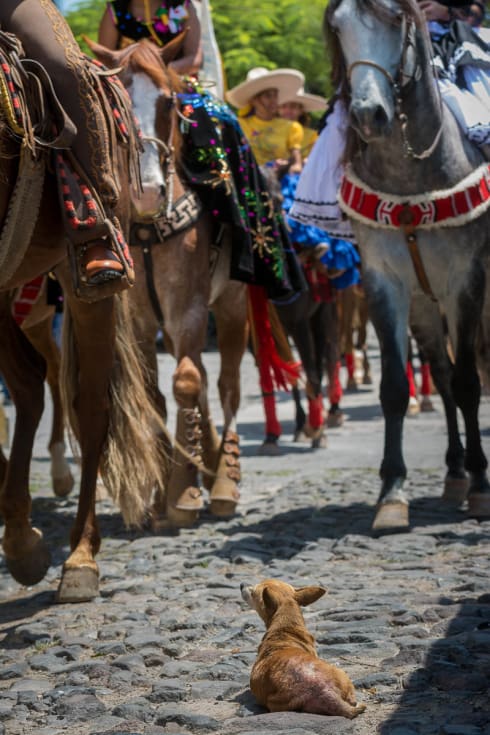 A chihuahua watches passing horses on el Día del Charro in Ajijic.