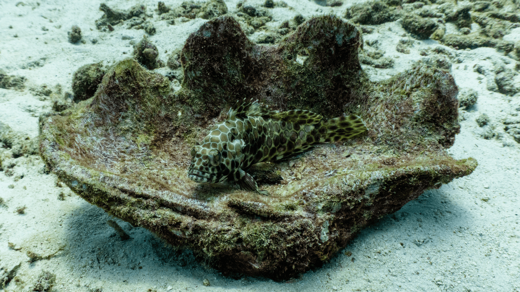 Longfin grouper