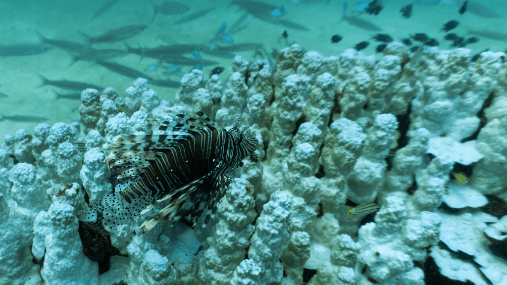 Red lionfish