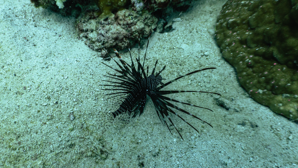 Red lionfish