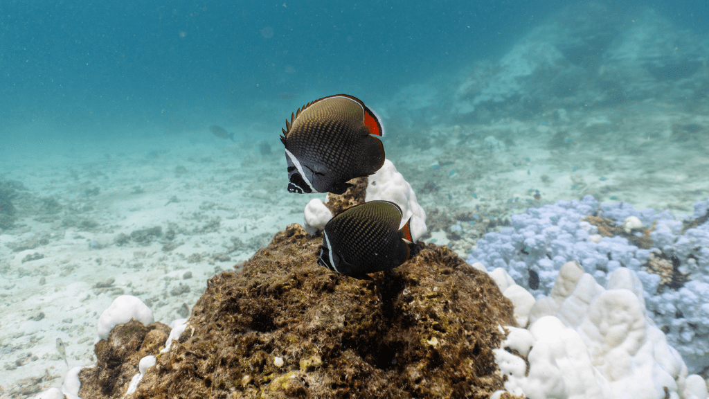 Redtail butterflyfish