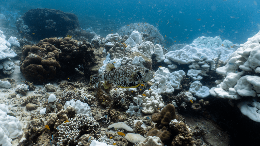 Map pufferfish