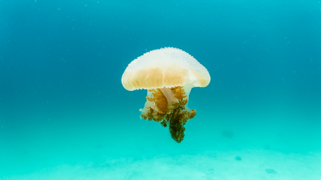 Mosaic jellyfish
