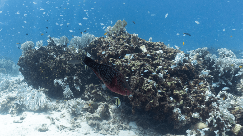 Scarus niger