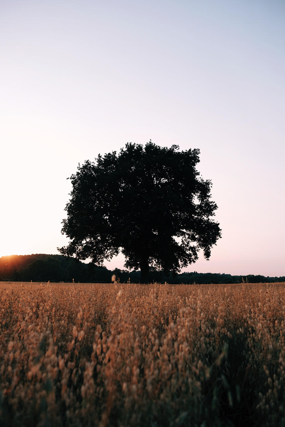 A portrait of a lone tree in a wheat field, taken at sunset. The tree is shown in silouhette, and only reveals the bulk of its shape. The sky is a pale orange-pink, and a hint of the sun can be seen over a line of trees in the background. The wheat in the field is bathed in an orange glow. Wheat sheafs in the foreground are blurry and out of focus.