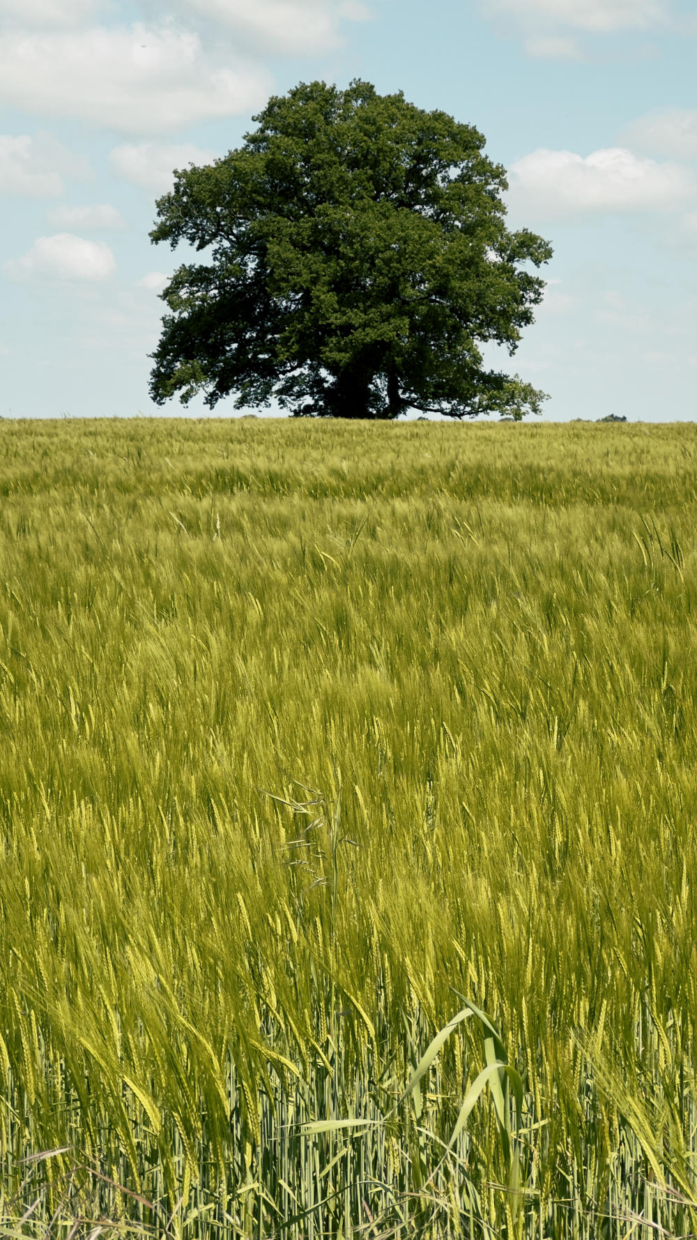 A lone oak tree sits in the middle of a field of wheat. The wheat is immature and still green in colour. Individual heads of wheat blend into a smooth pattern leading to the large tree.