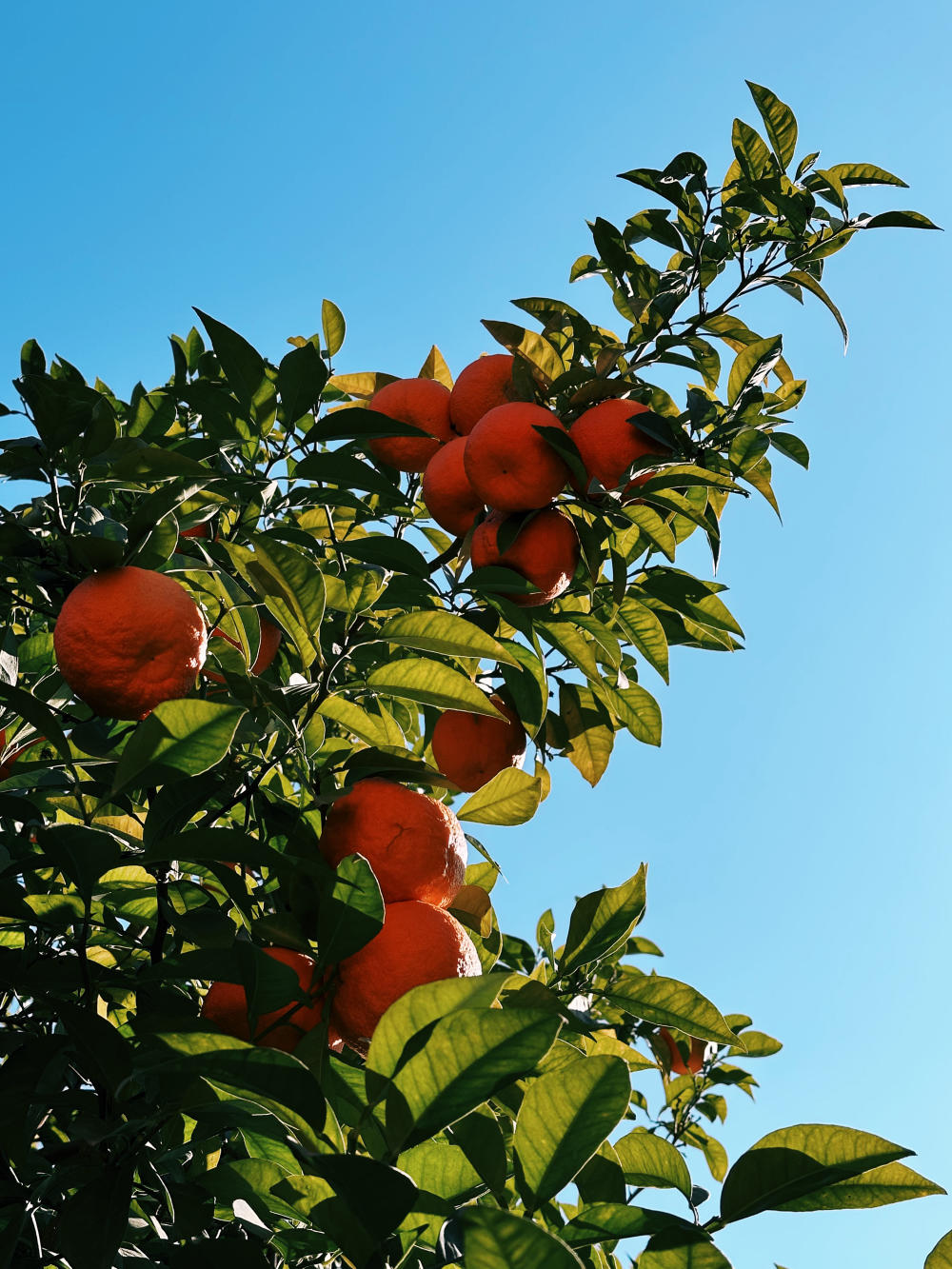 A branch of an orange tree points towards a vivid blue sky. The waxy leaves are shades of green. There are two clusters of oranges hanging from the branch.