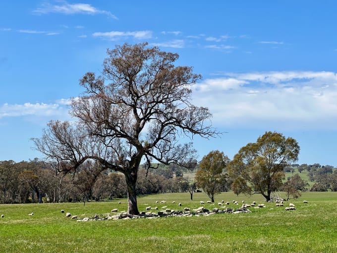 A lot of sheep hanging around an old tree