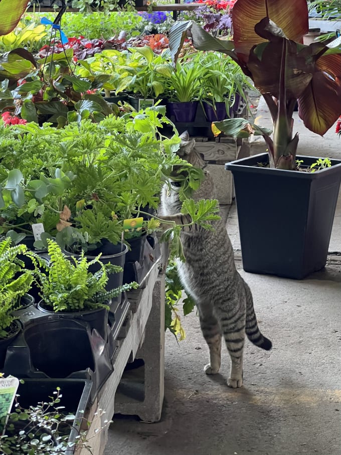 A cat standing up, inspecting plants at a market