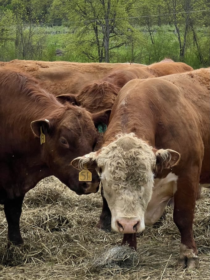 Some cows looking at the camera