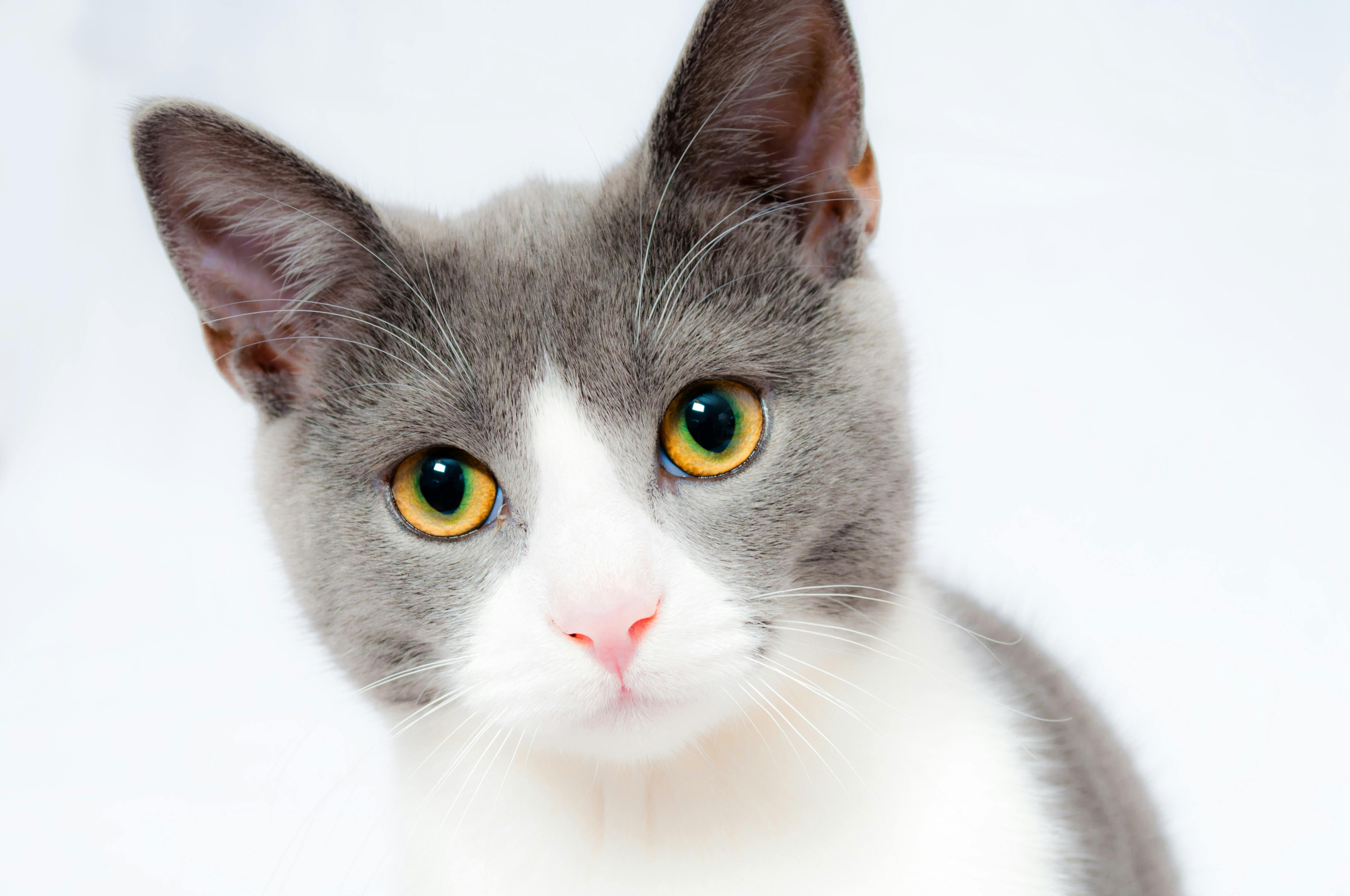 Image relating to Look at this kittie!