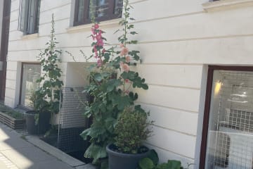 Kontorfællesskab/Sy-værksted midt på Vesterbro 108m2