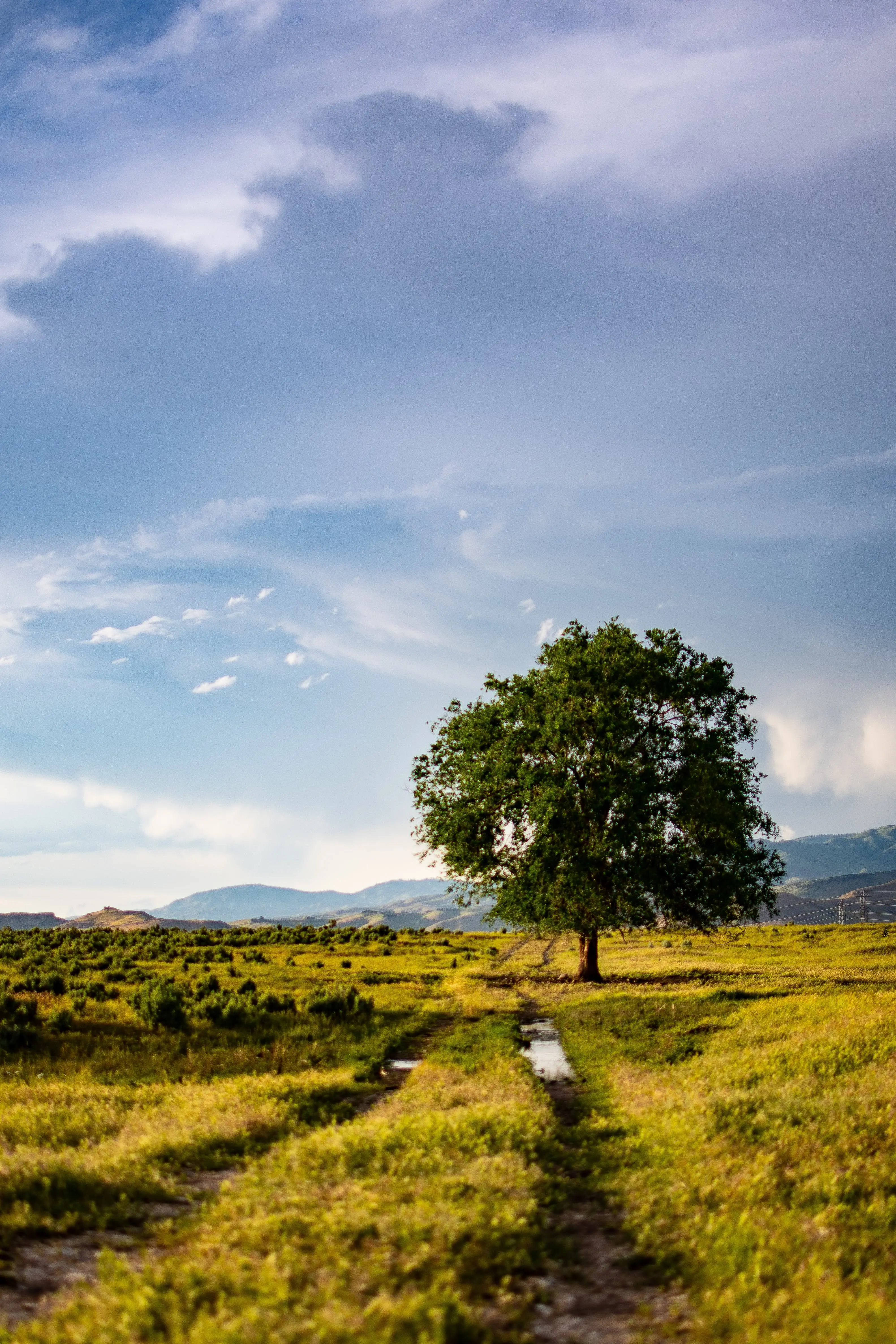 The Benefits and Practices of Tree Farming Promoting Sustainable Forest Management